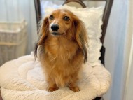 Kaninchen-Dachshund483