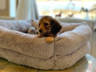 Kaninchen-Dachshund48