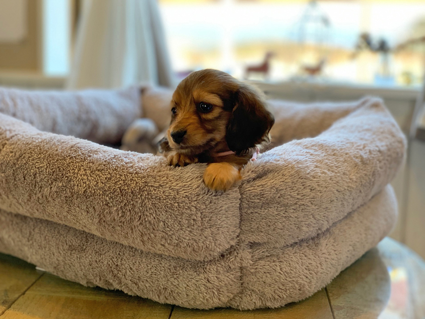 カニンヘン ダックスフンド カイラ & 竹千代の子犬 レッド 女の子（2）