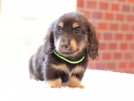 Kaninchen-Dachshund48