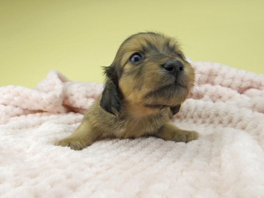 カニンヘン ダックスフンド ハニーkk & 竹千代の子犬 レディッシュイエロー 男の子