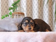 Kaninchen-Dachshund487