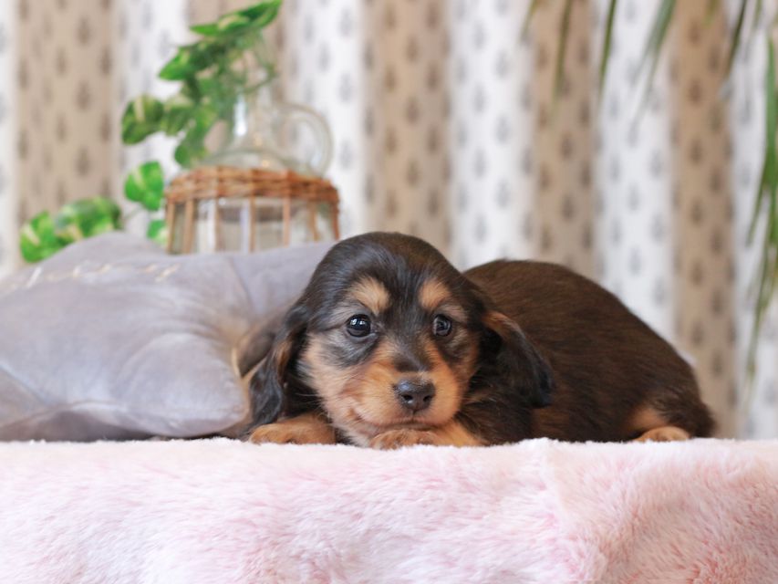 カニンヘン ダックスフンド ジル & ナイトの子犬 ブラックイエロー（ブラッククリーム） 女の子