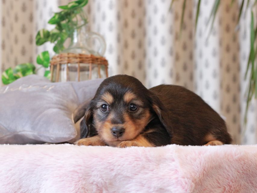 カニンヘン ダックスフンド ジル & ナイトの子犬 ブラックイエロー（ブラッククリーム） 女の子