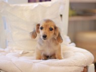 Kaninchen-Dachshund48 Kaninchen-Dachshund48