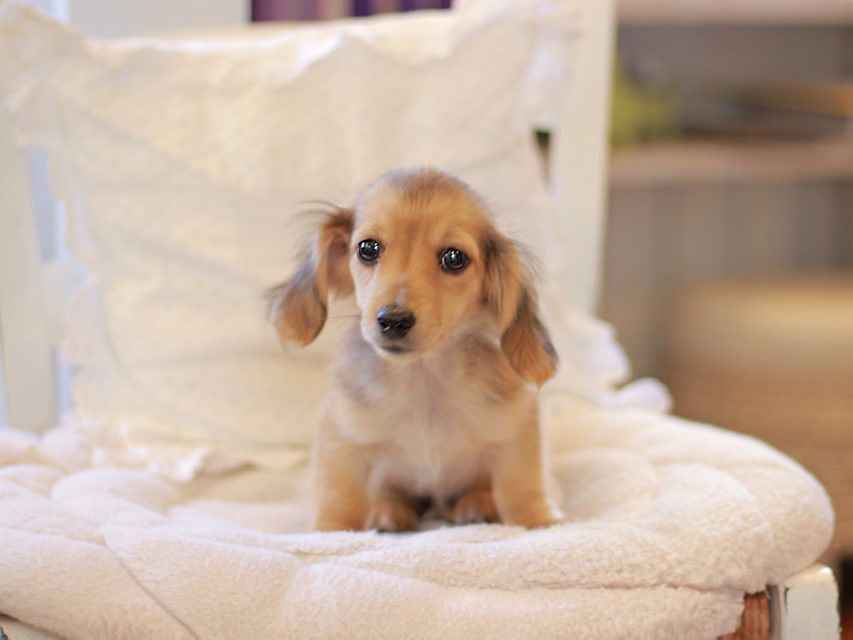 カニンヘン ダックスフンド まめms & 竹千代CHの子犬 シェーデットイエロー(シェーデットクリーム) 女の子(2)Kaninchen-Dachshund48 カニンヘン ダックスフンド まめms & 竹千代CHの子犬 シェーデットイエロー(シェーデットクリーム) 女の子(2)
