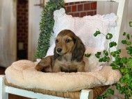 Kaninchen-Dachshund49