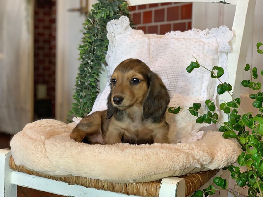 カニンヘン ダックスフンド カノア & ジムダンディの子犬 イエロー（クリーム） 男の子