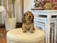 Kaninchen-Dachshund49