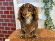 Kaninchen-Dachshund49