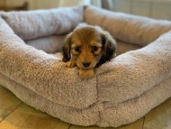 Kaninchen-Dachshund49 Kaninchen-Dachshund49