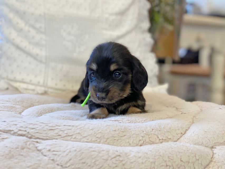 カニンヘン ダックスフンド ひなプリ & ナイトの子犬 ブラックイエロー(ブラッククリーム) 男の子Kaninchen-Dachshund49 カニンヘン ダックスフンド ひなプリ & ナイトの子犬 ブラックイエロー(ブラッククリーム) 男の子