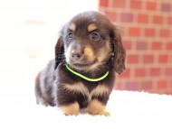 Kaninchen-Dachshund49