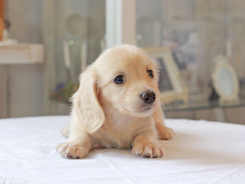 カニンヘン ダックスフンド キュア & ボーイの子犬 イエロー(クリーム) 女の子Kaninchen-Dachshund4973 カニンヘン ダックスフンド キュア & ボーイの子犬 イエロー(クリーム) 女の子