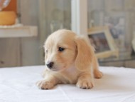 Kaninchen-Dachshund4974 Kaninchen-Dachshund4974