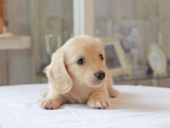 Kaninchen-Dachshund4975 Kaninchen-Dachshund4975