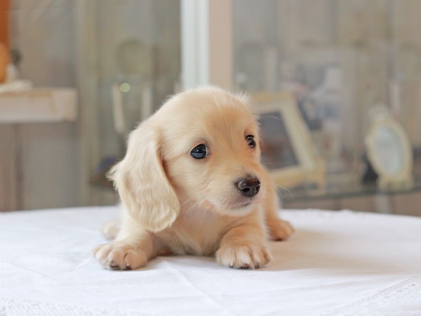 カニンヘン ダックスフンド キュア & ボーイの子犬 イエロー(クリーム) 女の子Kaninchen-Dachshund4975 カニンヘン ダックスフンド キュア & ボーイの子犬 イエロー(クリーム) 女の子