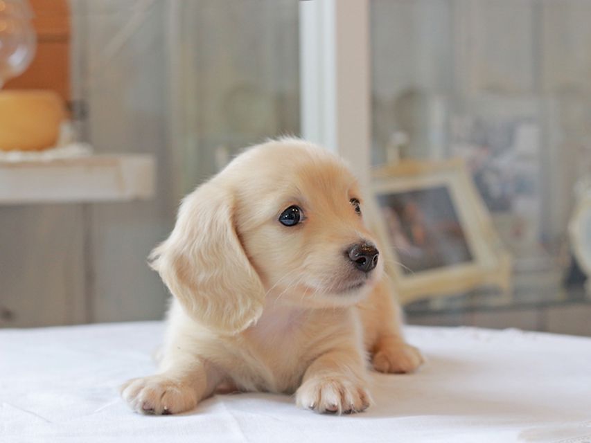 カニンヘン ダックスフンド キュア & ボーイの子犬 イエロー(クリーム) 女の子Kaninchen-Dachshund4976 カニンヘン ダックスフンド キュア & ボーイの子犬 イエロー(クリーム) 女の子