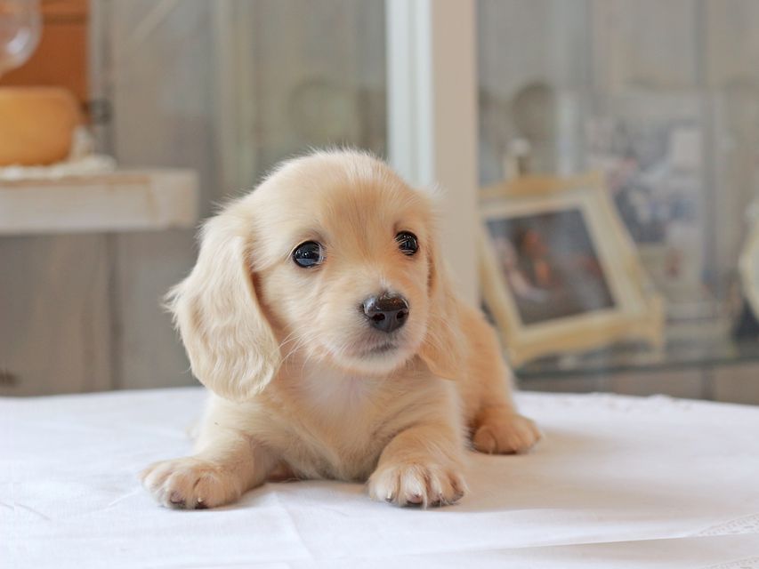 カニンヘン ダックスフンド キュア & ボーイの子犬 イエロー(クリーム) 女の子Kaninchen-Dachshund4977 カニンヘン ダックスフンド キュア & ボーイの子犬 イエロー(クリーム) 女の子