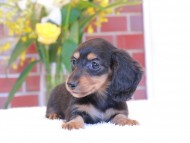 Kaninchen-Dachshund49