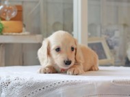 Kaninchen-Dachshund4993