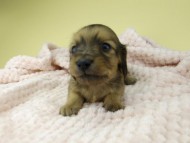 Kaninchen-Dachshund500