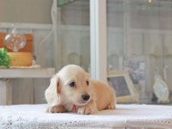 Kaninchen-Dachshund5002