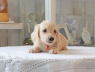 Kaninchen-Dachshund5007