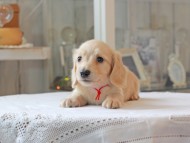 Kaninchen-Dachshund5011