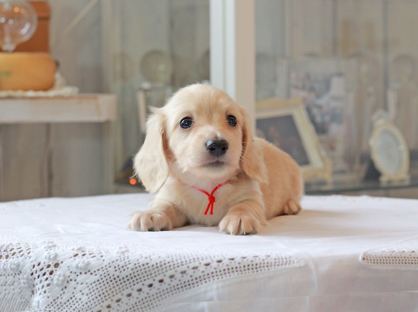 カニンヘン ダックスフンド キュア & ボーイの子犬 ペールイエロー（ピュアクリーム） 男の子