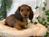 Kaninchen-Dachshund50