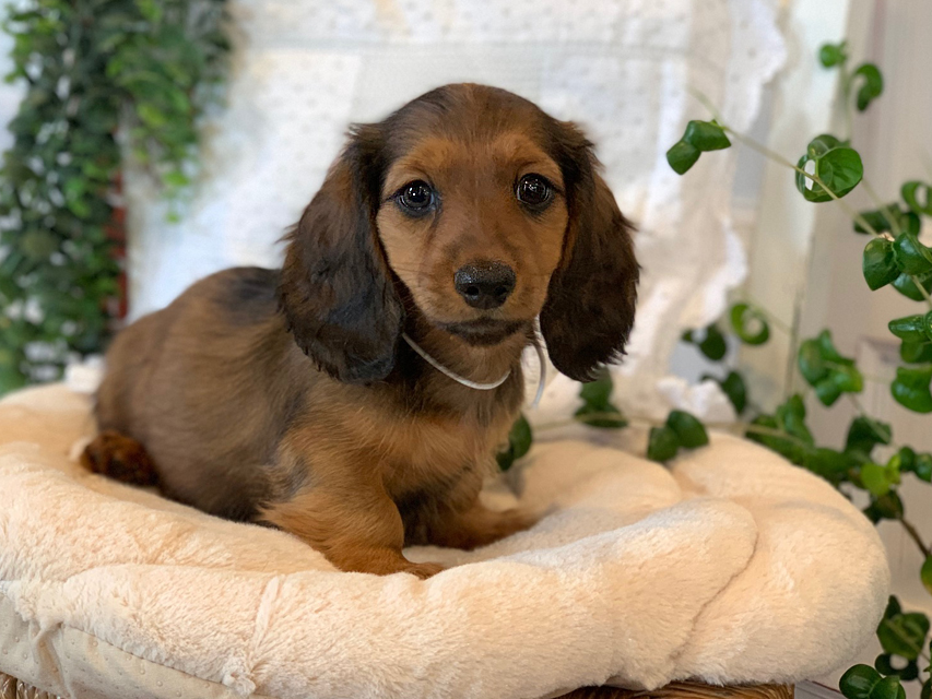 カニンヘン ダックスフンド カノア & ジムダンディの子犬 レッド 男の子（1）