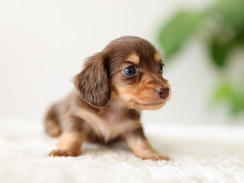 カニンヘン ダックスフンド ラミ & スルガの子犬 チョコイエロー(チョコクリーム) 男の子Kaninchen-Dachshund5054 カニンヘン ダックスフンド ラミ & スルガの子犬 チョコイエロー(チョコクリーム) 男の子