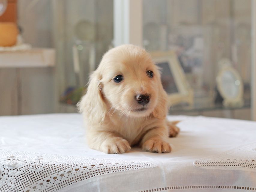 カニンヘン ダックスフンド キュア & ボーイの子犬 イエロー（クリーム） 男の子