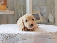 Kaninchen-Dachshund5060