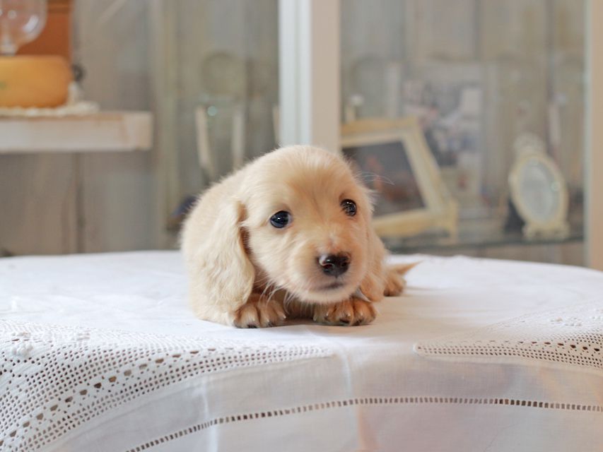 カニンヘン ダックスフンド キュア & ボーイの子犬 イエロー（クリーム） 男の子