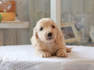 Kaninchen-Dachshund5063