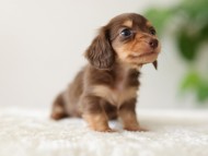 Kaninchen-Dachshund5068 Kaninchen-Dachshund5068