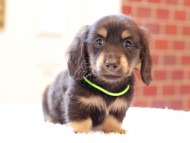 Kaninchen-Dachshund50