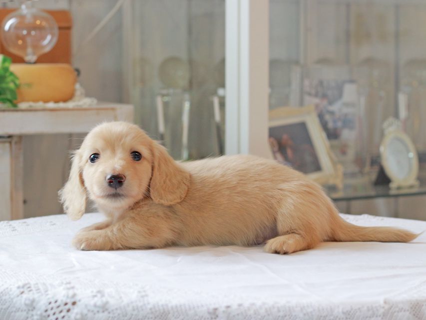 カニンヘン ダックスフンド キュア & ボーイの子犬 イエロー（クリーム） 男の子