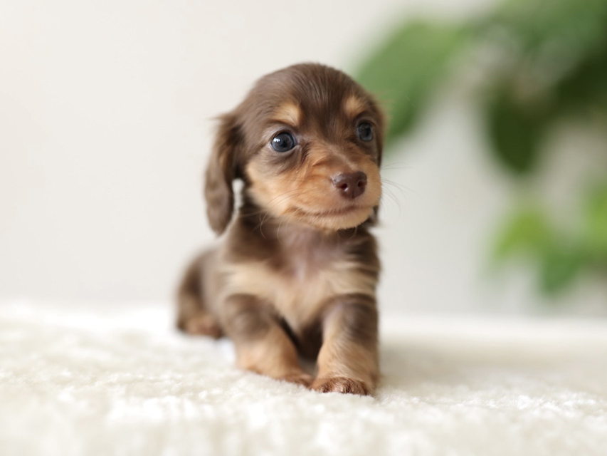 カニンヘン ダックスフンド ラミ & スルガの子犬 チョコイエロー(チョコクリーム) 男の子Kaninchen-Dachshund5083 カニンヘン ダックスフンド ラミ & スルガの子犬 チョコイエロー(チョコクリーム) 男の子