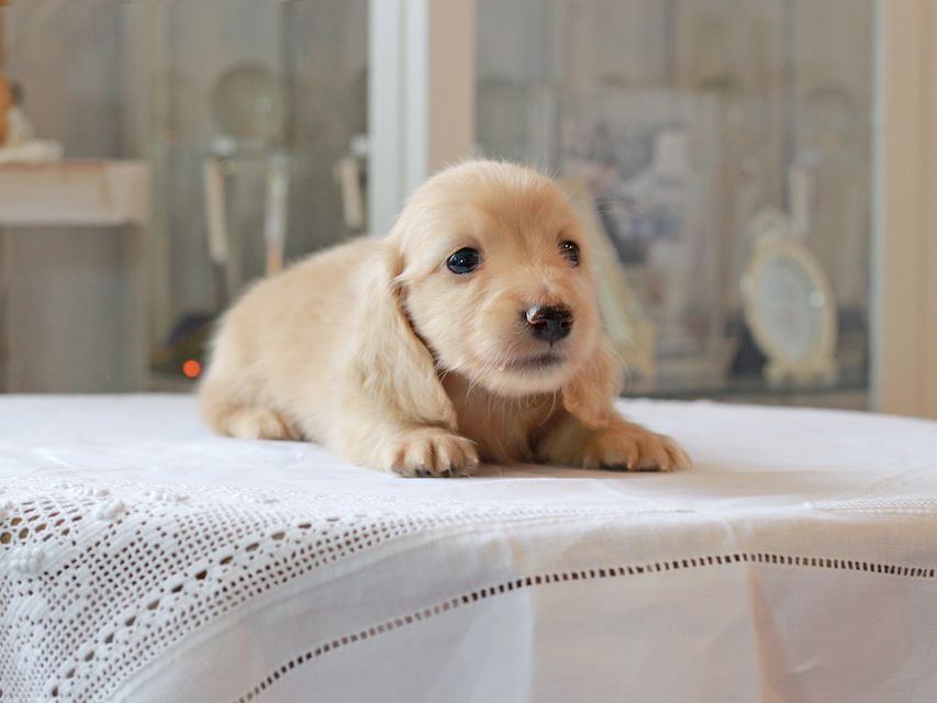 カニンヘン ダックスフンド キュア & ボーイの子犬 イエロー（クリーム） 男の子