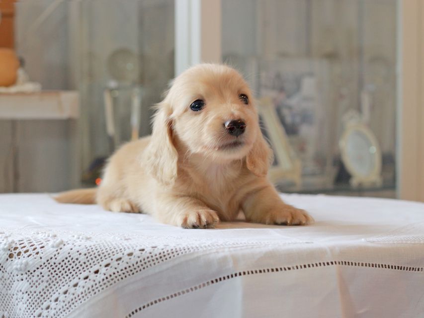 カニンヘン ダックスフンド キュア & ボーイの子犬 イエロー（クリーム） 男の子