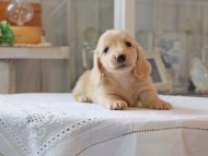 Kaninchen-Dachshund5092