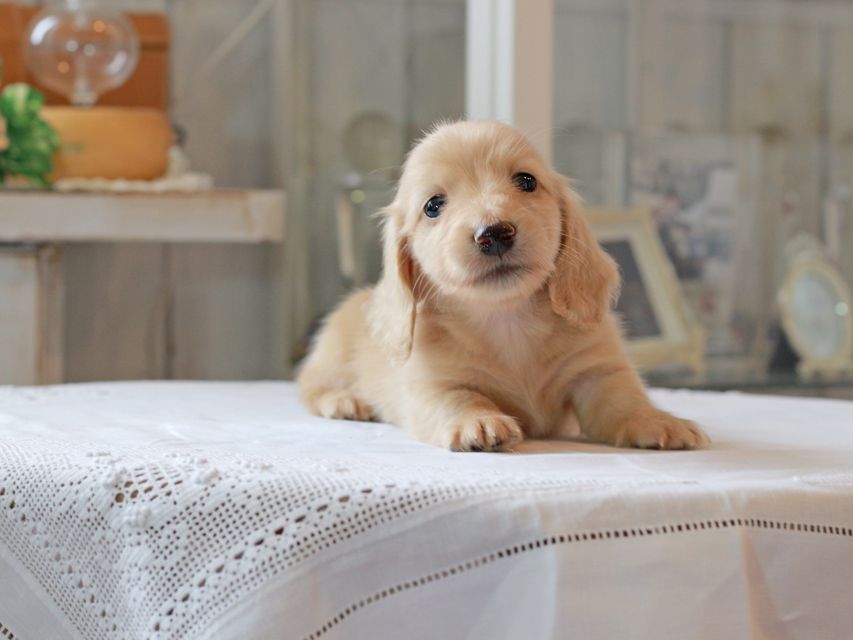 カニンヘン ダックスフンド キュア & ボーイの子犬 イエロー（クリーム） 男の子