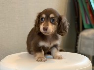 Kaninchen-Dachshund5