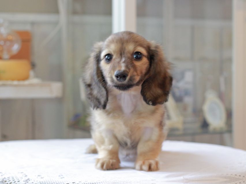 カニンヘン ダックスフンド コメロ & ホープCHの子犬 シェーデットイエロー（シェーデットクリーム） 男の子