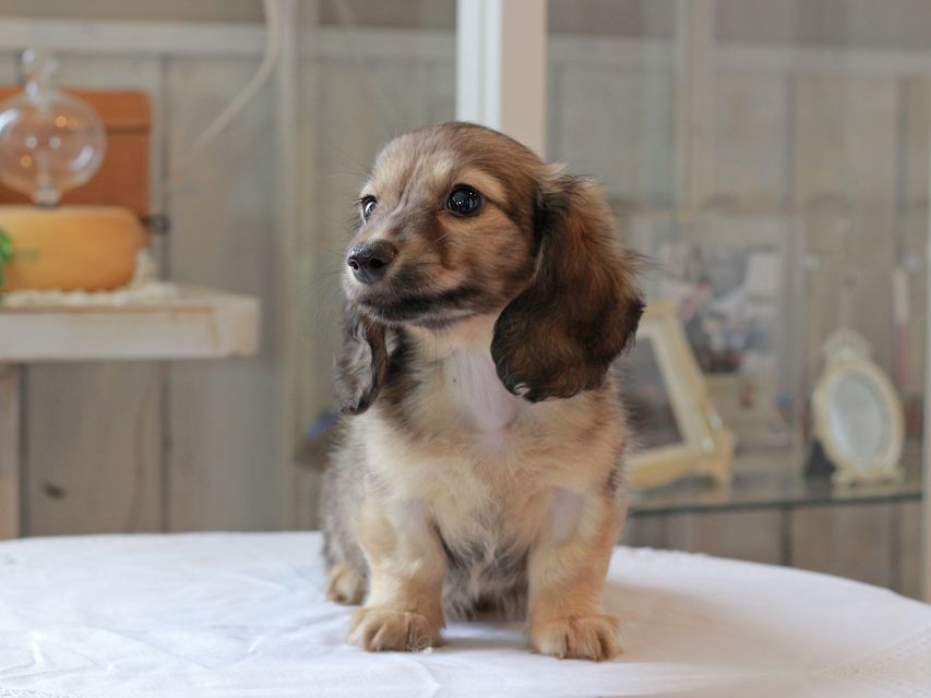 カニンヘン ダックスフンド コメロ & ホープCHの子犬 シェーデットイエロー（シェーデットクリーム） 男の子