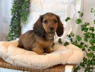 Kaninchen-Dachshund51