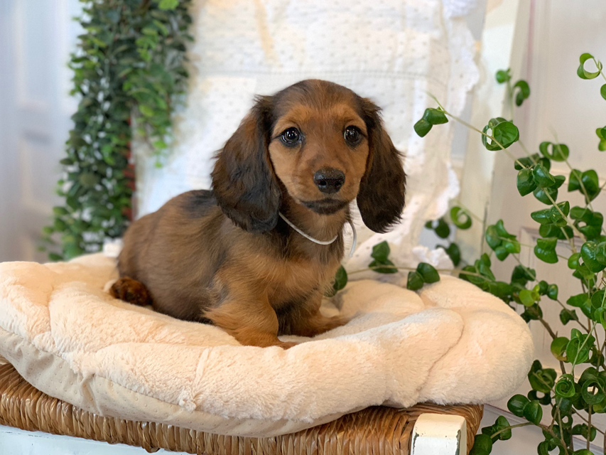 カニンヘン ダックスフンド カノア & ジムダンディの子犬 レッド 男の子（1）